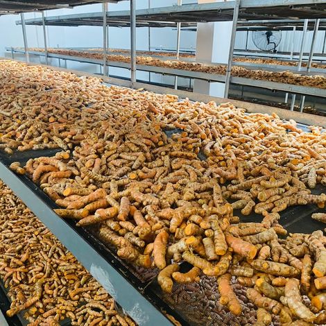 Fresh Turmeric-2