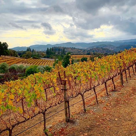 Vine Cliff Winery_Wine_Vineyards1