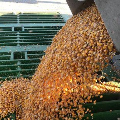 Lakeview Organic Grain