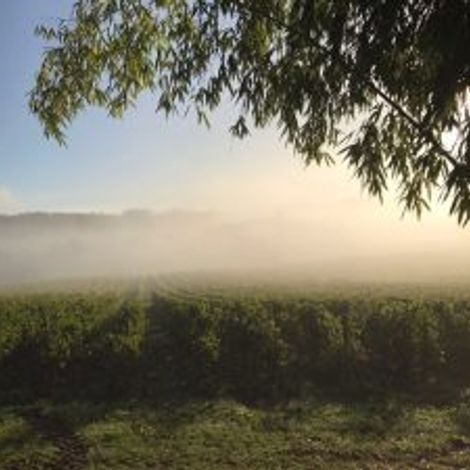 The Vineyards