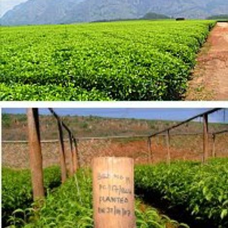 Agriculture_Group (1).jpg