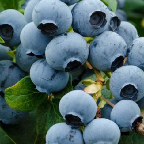 FRASER VALLEY PACKERS INC