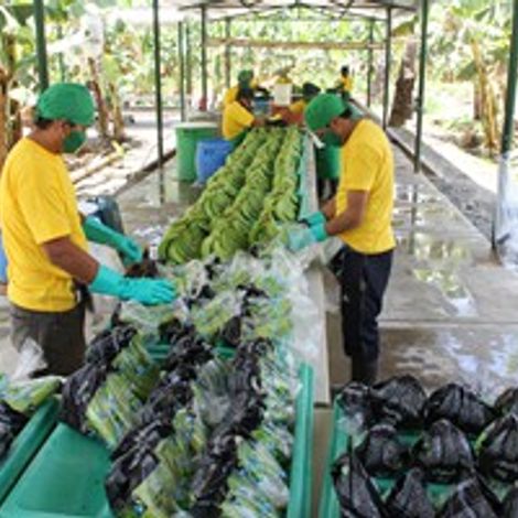 Cooperativa Agraria Apbosmam - Production Area