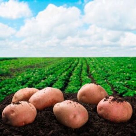 Cuellarana de Patatas SL