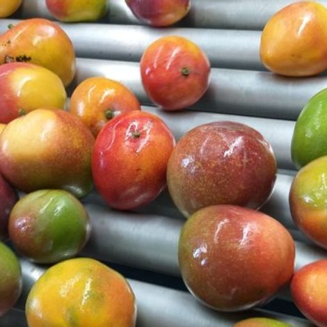 Mangoes-Gubitz-600x400.jpg