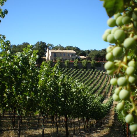 Vineyard 3.jpg