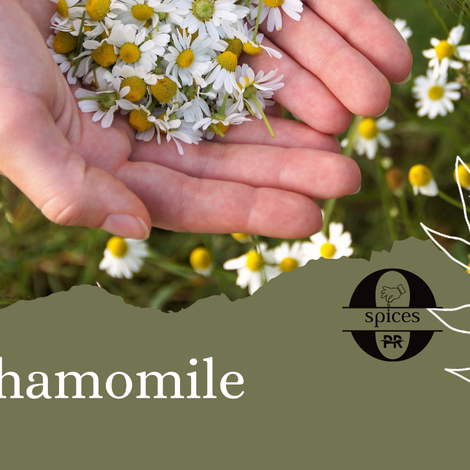 Egyptian Chamomile (Matricaria chamomilla L.) – Dried Flowers