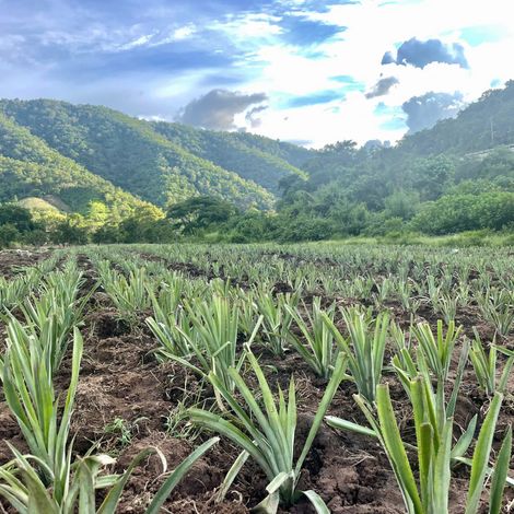 Organic Pineapple field