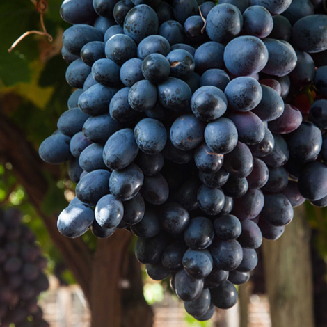 Frutas La Carrichosa