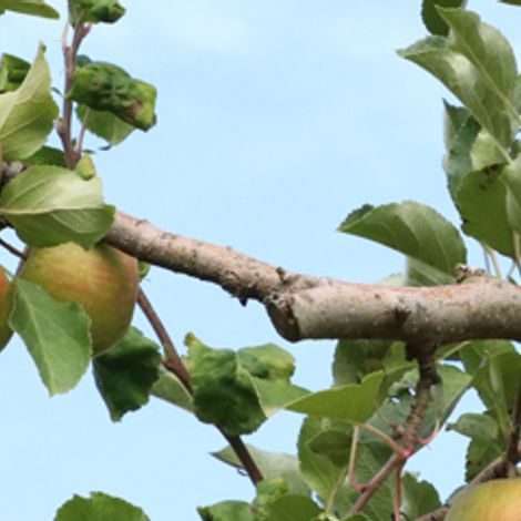 SL Gartenbau GmbH