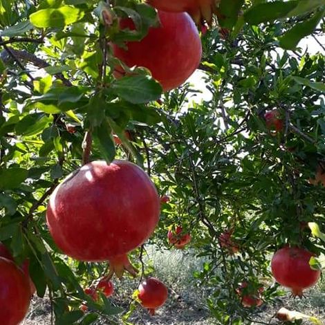 Organic pomegranate