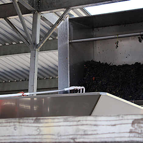 Wines harvest