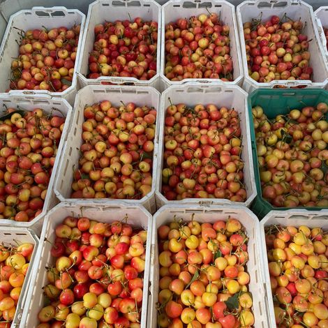 Fresh Pack Okanagan Fruit Ltd. - Product