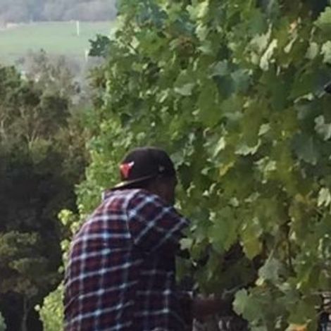 Jones Family Vineyards