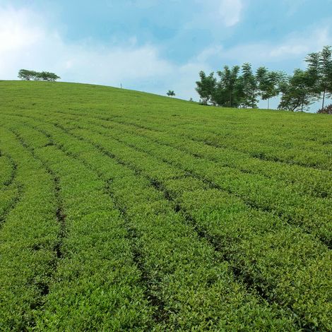 Our vast tea farms are located on high-grown areas at the altitude of over 1000 meters.