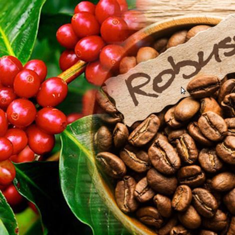 ca-phe-robusta-la-gi_tu-a-z-thong-tin-ve-loai-cafe-nay.jpg