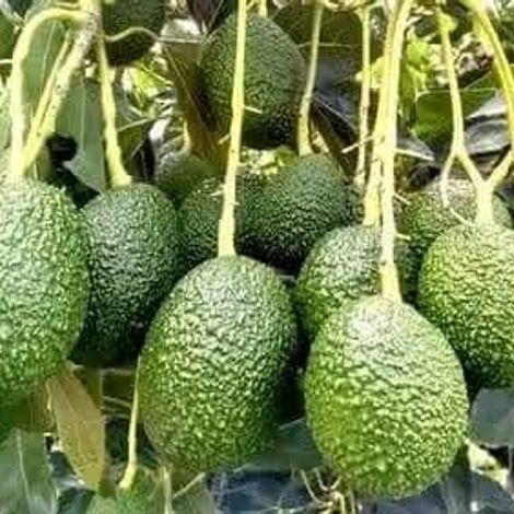 AVOCADO