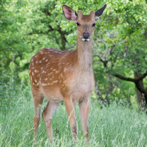 Wildhof Joachim Krischker - Deer