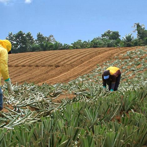 Harvest
