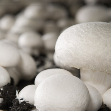 Mushroom