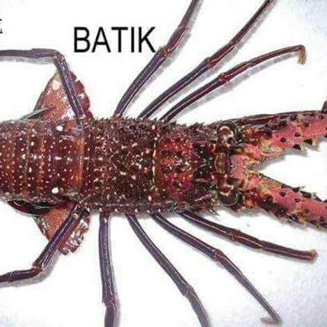 Live red lobster ~ Panulirus Longipes