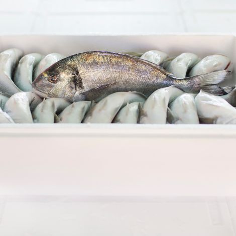fresh sea bream