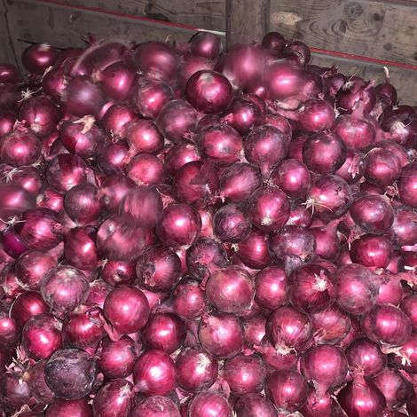 Agro Centre_Red Onion_50-70mm_3