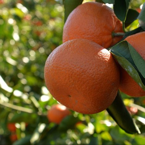 SNO TARIM VE ZIRAI ISLT / SNO CITRUS TURKEY