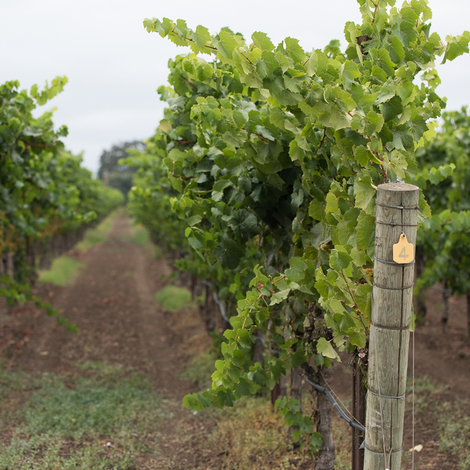 Vineyards