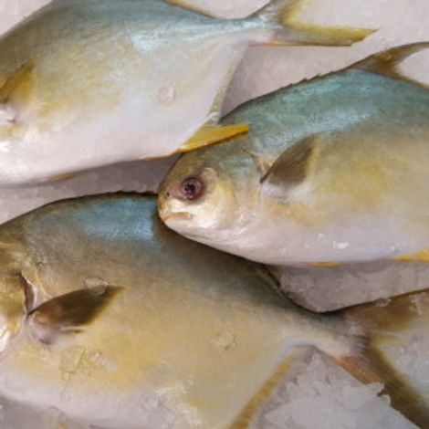 Channel Seafoods International, Inc.