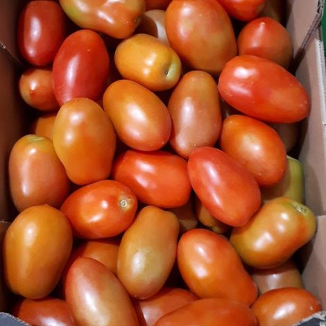 [Gonserbio]_[Tomato]_[Pear]
