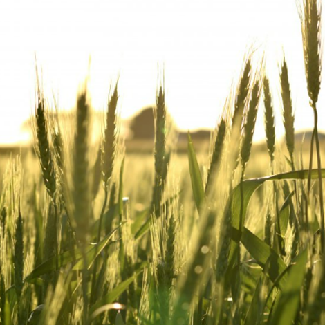 wheat cultivation