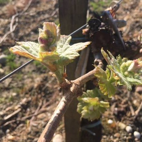 Château Cap Léon Veyrin