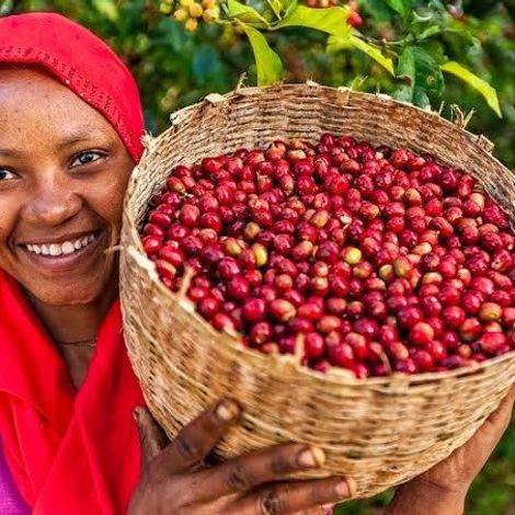 Bugisu Cooperative Union Ltd - Coffee Beans