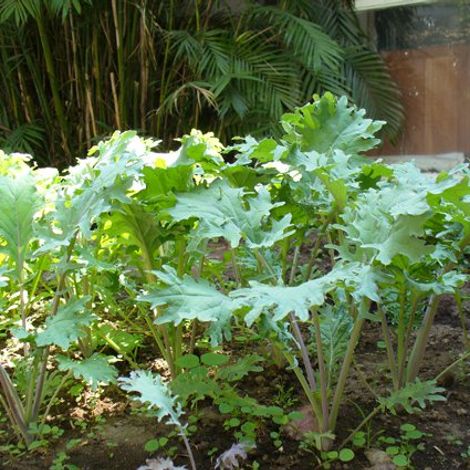 Hortalizas Gourmet - Plantation