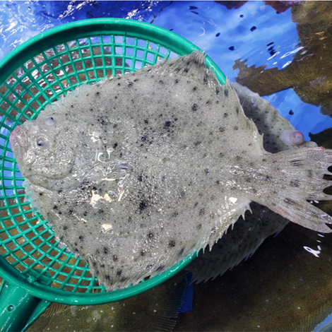 Turbot(Karei)