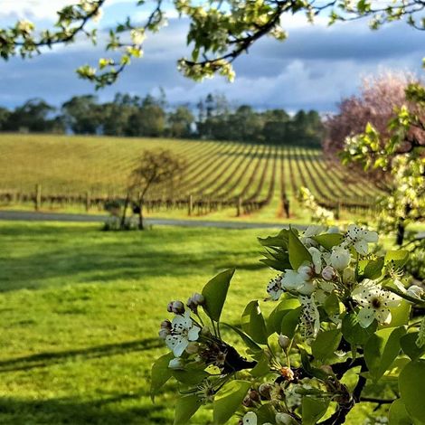 Paracombe Premium Wines - Vineyard