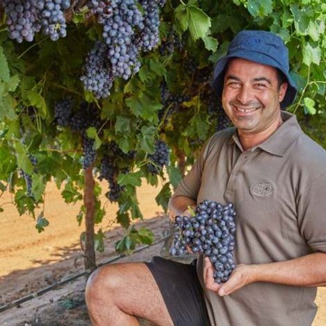 fruit-master-people-1024x435.jpg