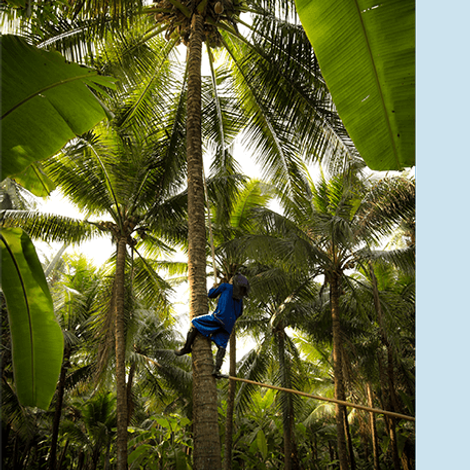30092020-03-coconut-About-nut.png