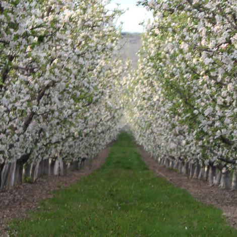 Valicoff Fruit Company, Inc - Plantation