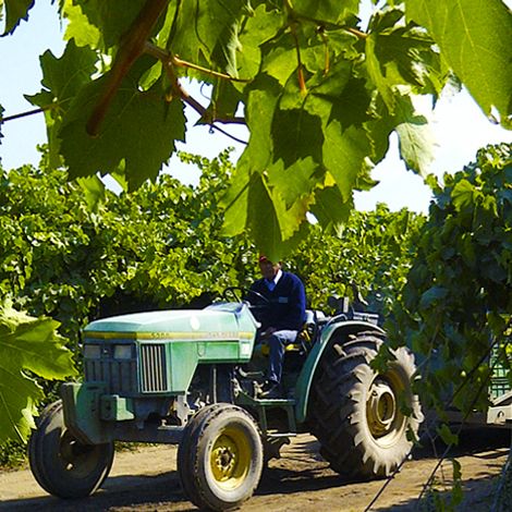 Soc. Agricola La Primavera SA - Plantation