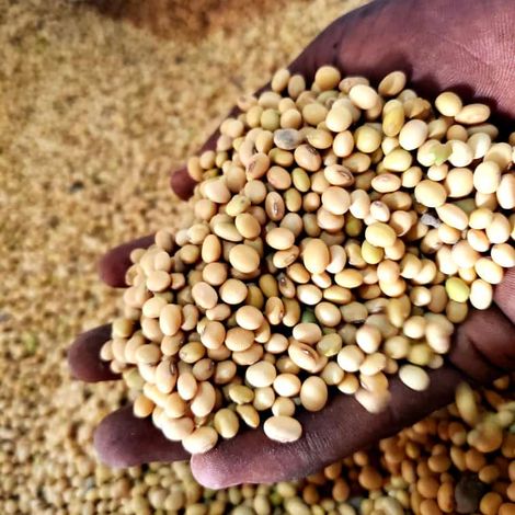 Non-GMO Soybean from Ghana