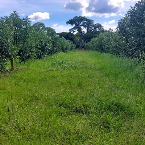 Avocado Orchard