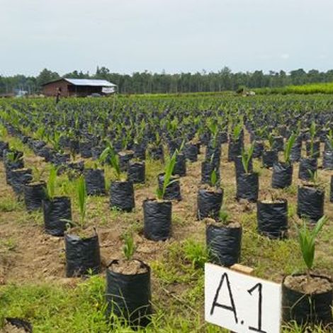 BEWANI OIL PALM PLANTATIONS LIMITED