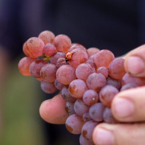 Château Pourquey Gazeau - Product