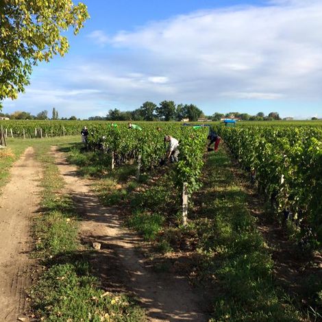 Château Clos Junet - Vineyard