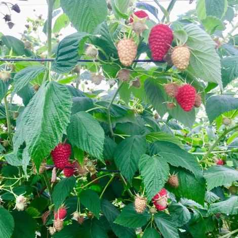 Sevenberries, Lda