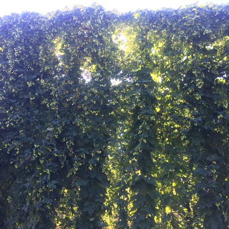 Hop Yard