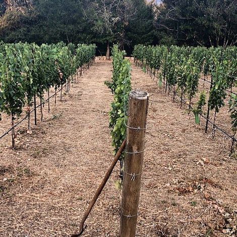 Lail Vineyards_Wine_Vineyards
