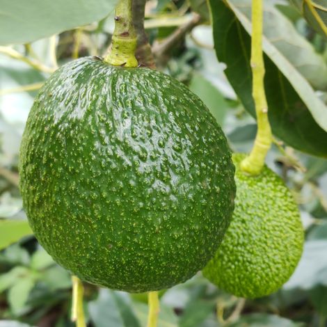 Spotless Avocado